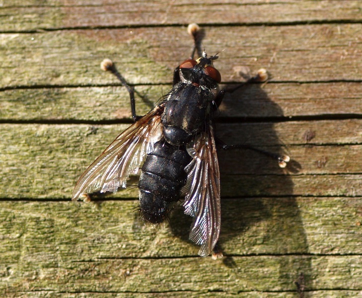 Diptera da id.